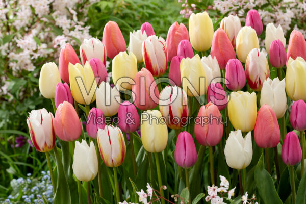 Tulipa mix pastel