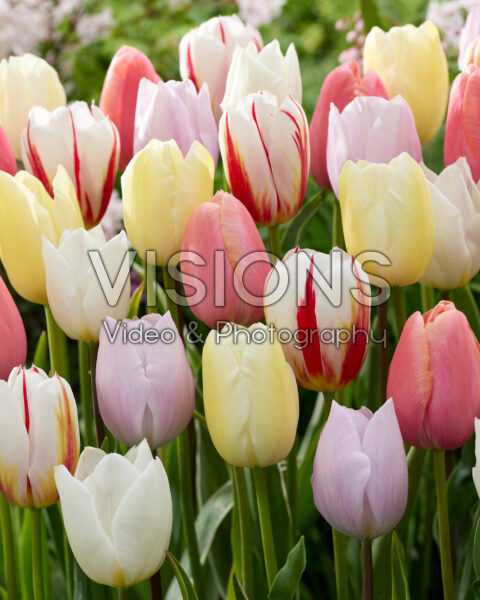 Tulipa mix pastel