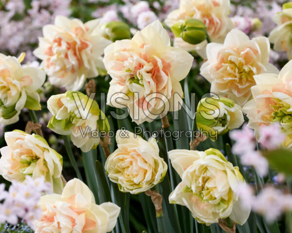 Narcissus Pom Pom Rose Narcissus Pom Pom Rose