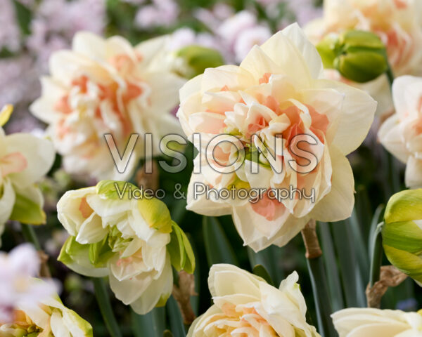 Narcissus Pom Pom Rose