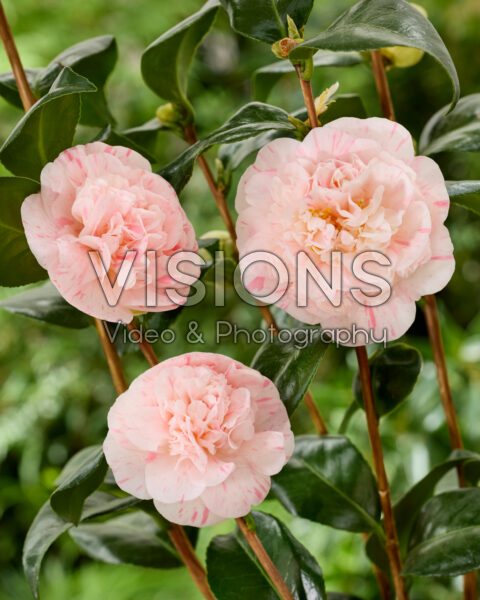 Camellia japonica Bicolor