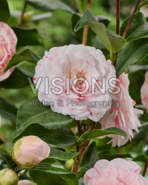 Camellia japonica Bicolor Camellia japonica Bicolor