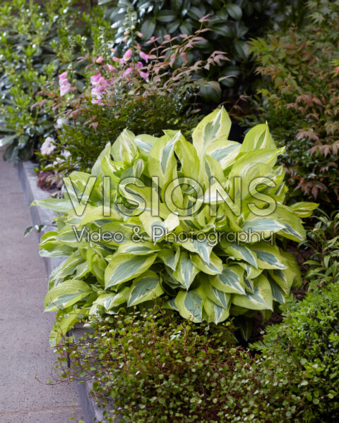 Hosta Yellow Polka Dot Bikini Hosta Yellow Polka Dot Bikini