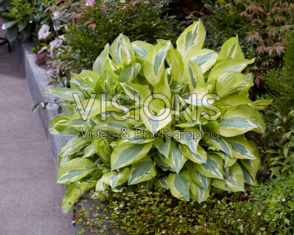 Hosta Yellow Polka Dot Bikini Hosta Yellow Polka Dot Bikini