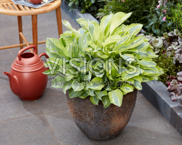 Hosta Yellow Polka Dot Bikini Hosta Yellow Polka Dot Bikini