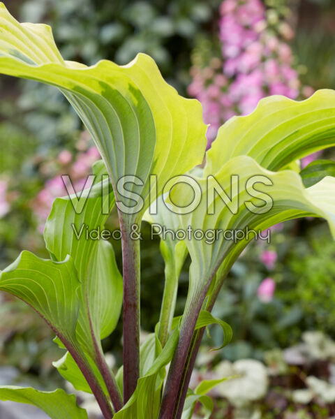 Hosta Monkey Business