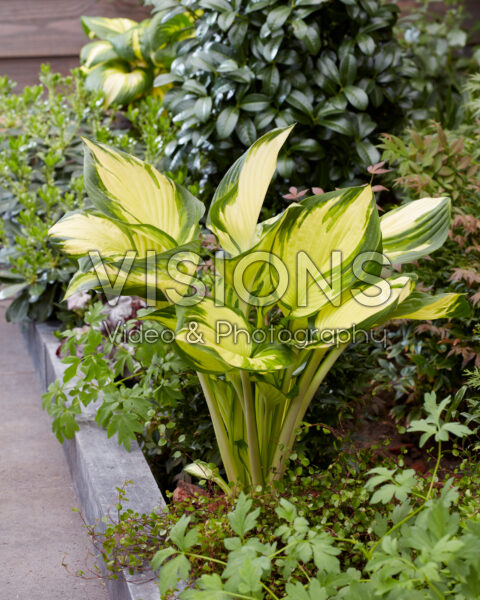 Hosta Golden Tower