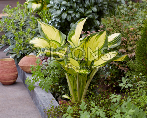 Hosta Golden Tower Hosta Golden Tower