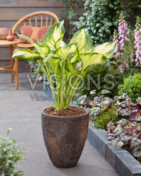 Hosta Golden Tower Hosta Golden Tower