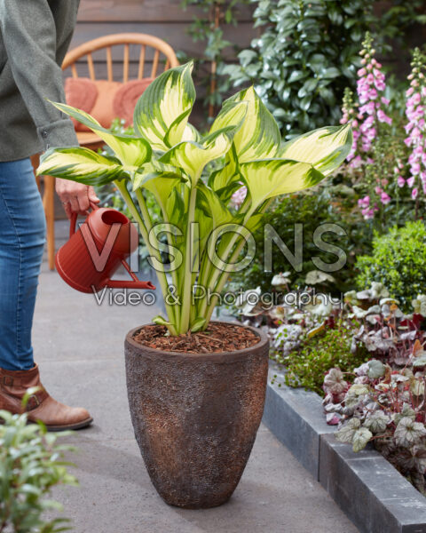 Hosta Golden Tower Hosta Golden Tower