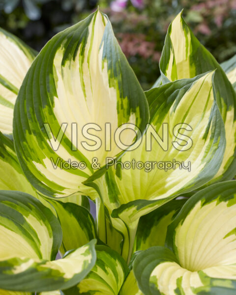 Hosta Golden Tower Hosta Golden Tower