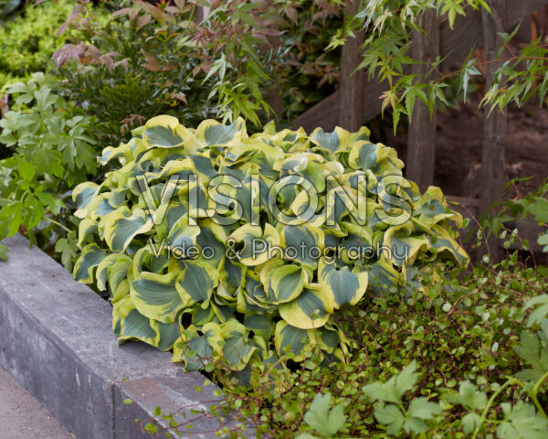 Hosta Mini Skirt Hosta Mini Skirt