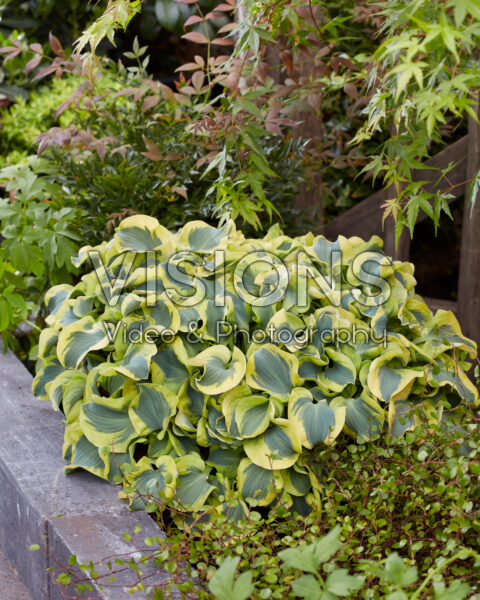 Hosta Mini Skirt