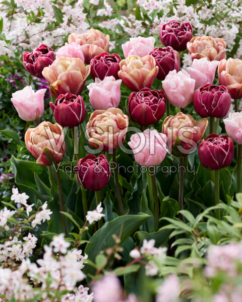 Double tulip mix Double tulip mix