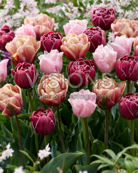 Gemengde dubbele tulpen Gemengde dubbele tulpen