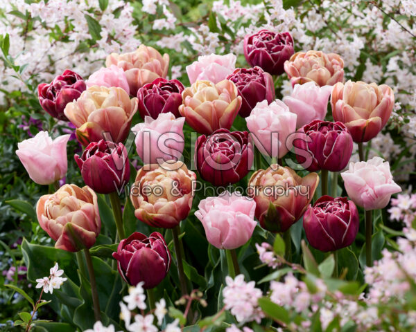 Double tulip mix Double tulip mix