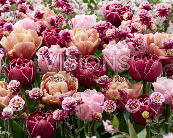 Gemengde dubbele tulpen Gemengde dubbele tulpen