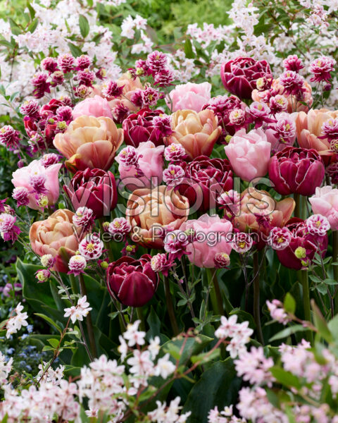 Gemengde dubbele tulpen Gemengde dubbele tulpen