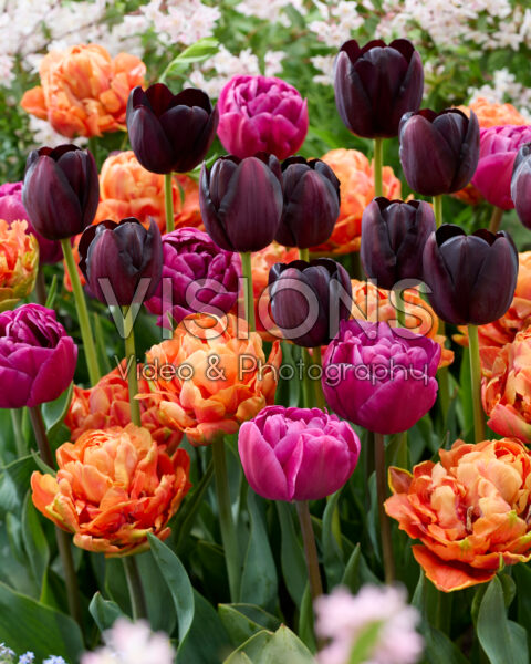 Tulipa gemengd