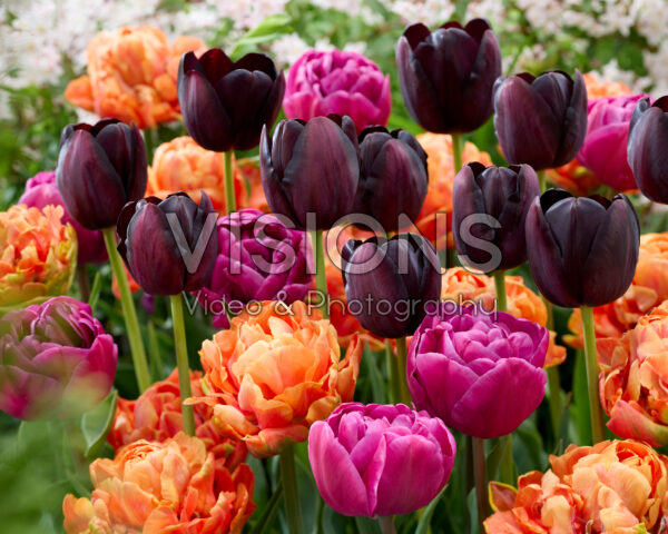 Tulipa gemengd Tulipa gemengd