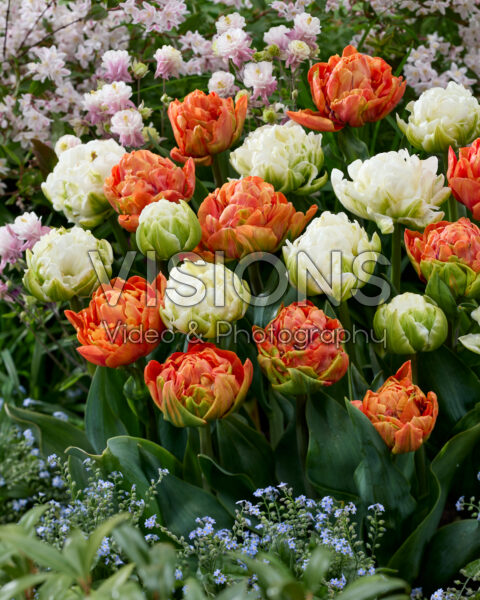 Tulipa Valdivia, White Mountain