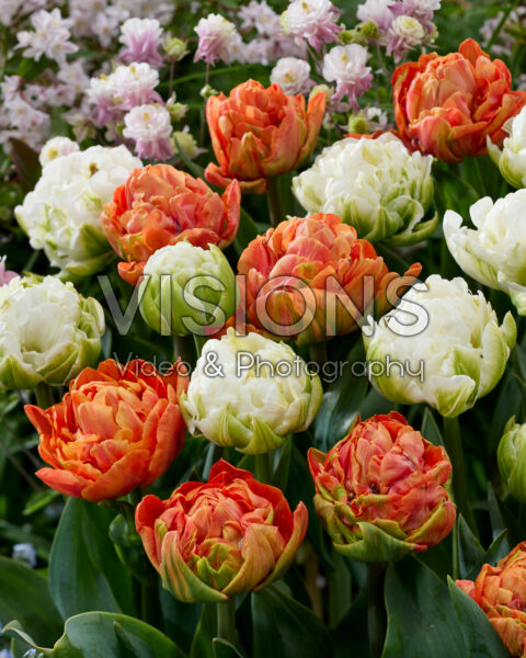 Tulipa Valdivia, White Mountain