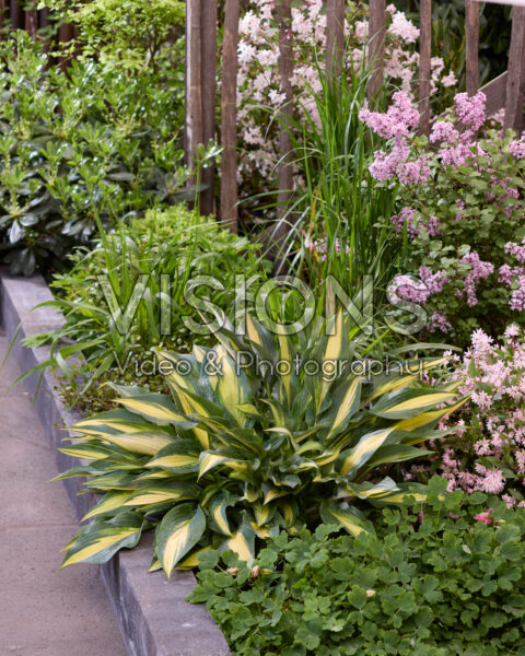 Hosta Golden Spear