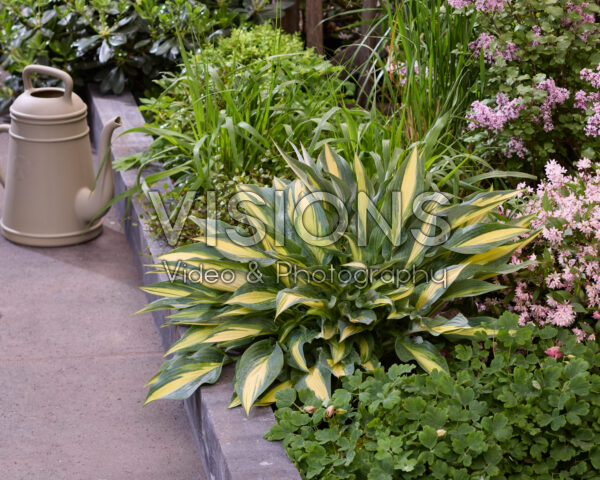 Hosta Golden Spear Hosta Golden Spear