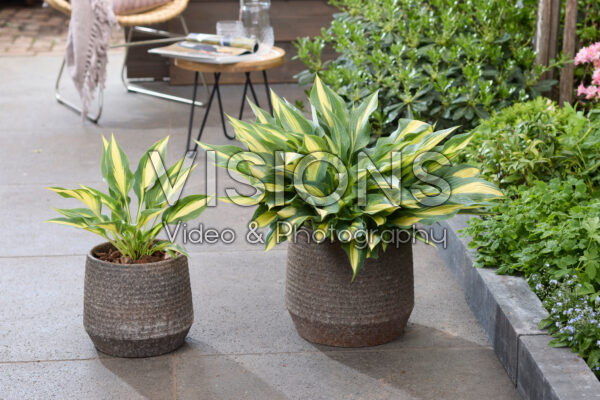 Hosta Golden Spear Hosta Golden Spear