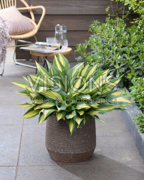 Hosta 18-006-56