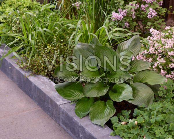 Hosta Black Onyx Hosta Black Onyx