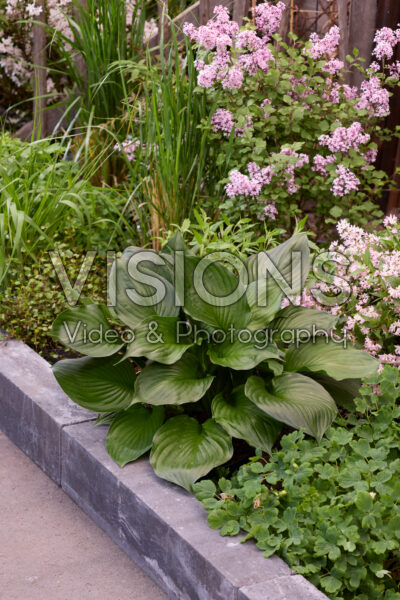 Hosta Black Onyx