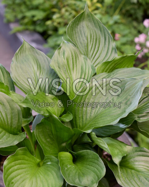 Hosta Black Onyx