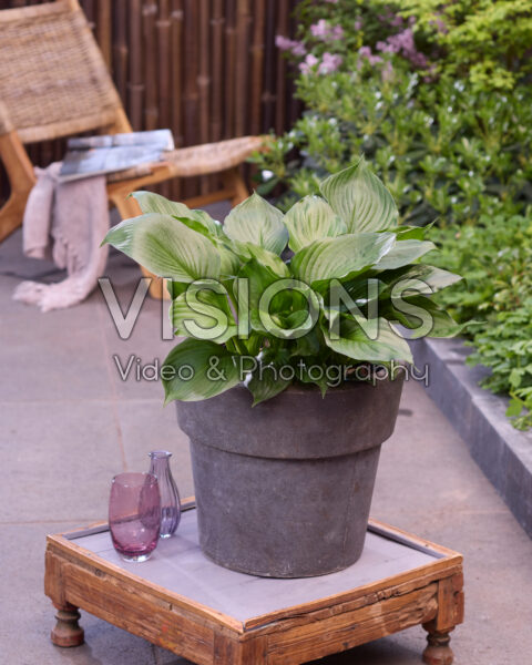 Hosta 20-043-HOS-242