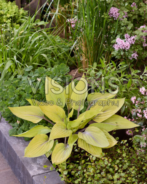 Hosta Solar Mist