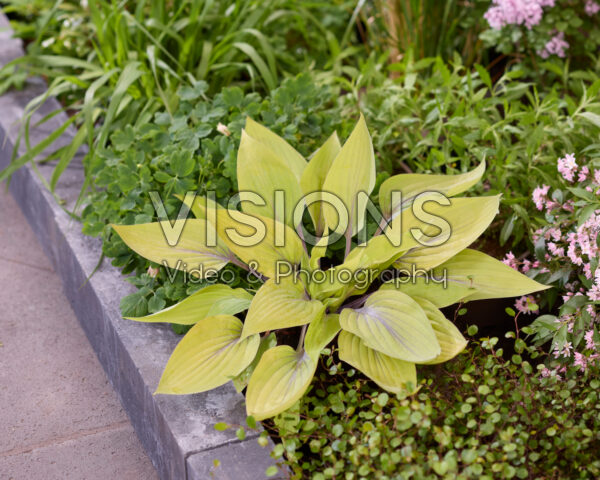 Hosta Solar Mist