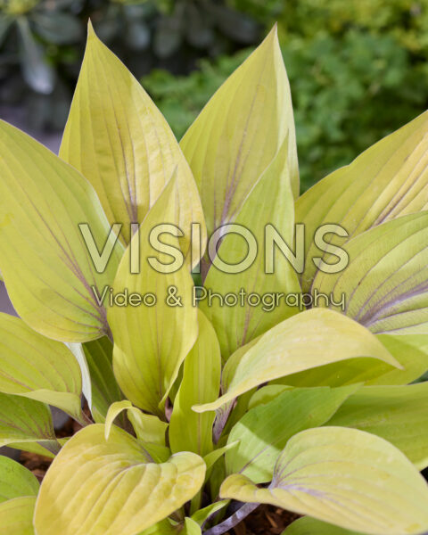 Hosta Solar Mist