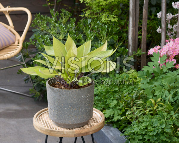 Hosta Solar Mist Hosta Solar Mist