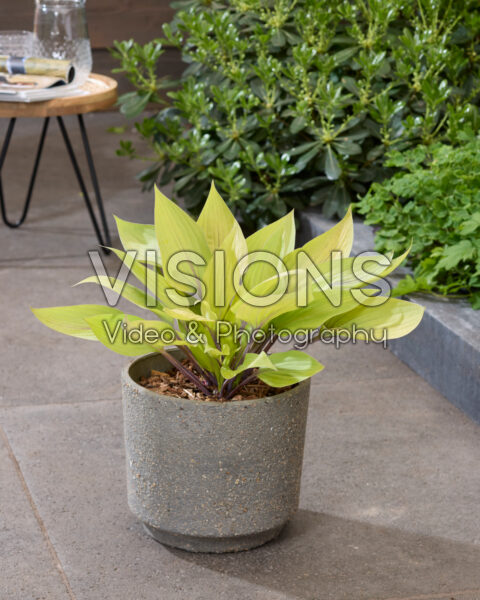 Hosta Solar Mist