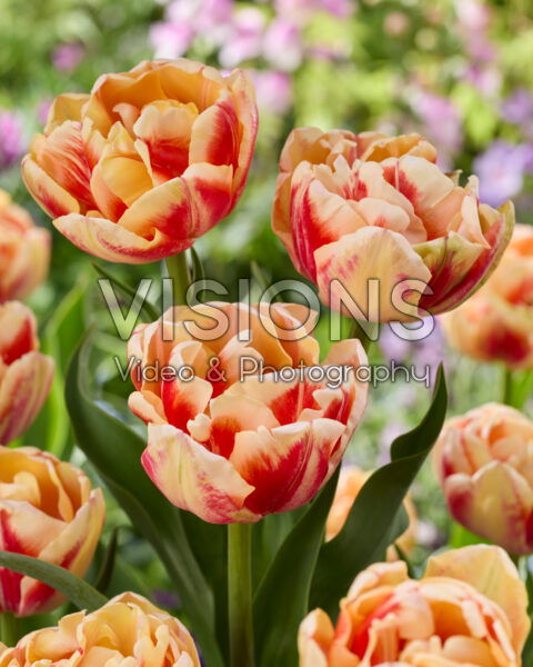 Tulipa Bed of Roses