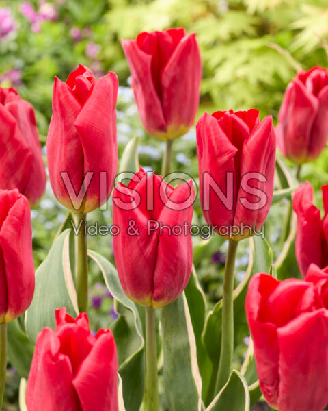 Tulipa Strong Design