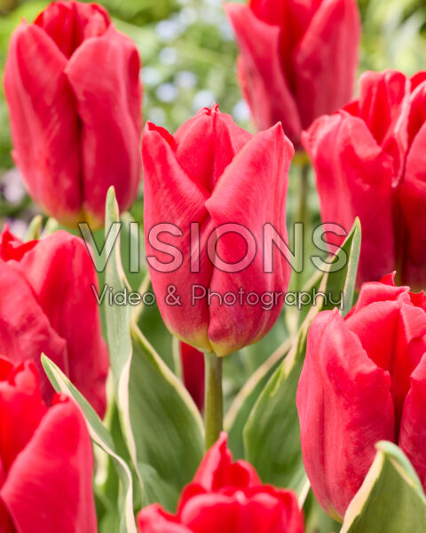 Tulipa Strong Design