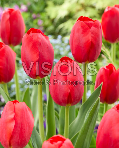 Tulipa Canadian Liberator