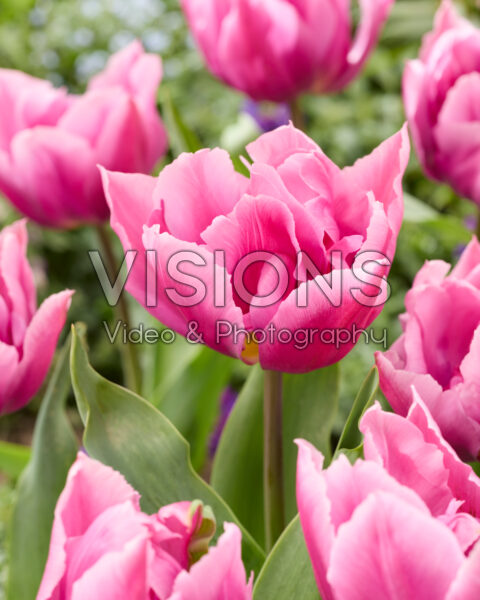 Tulipa Sniper