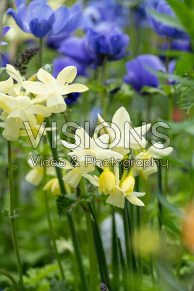 Narcissus Moonlight Sensation Narcissus Moonlight Sensation