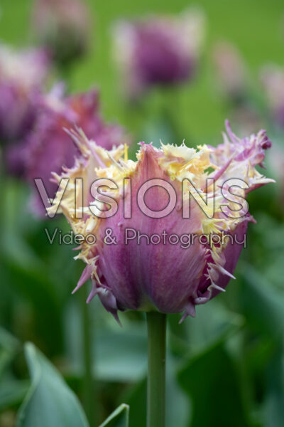 Tulipa Crunchy Cummins Tulipa Crunchy Cummins