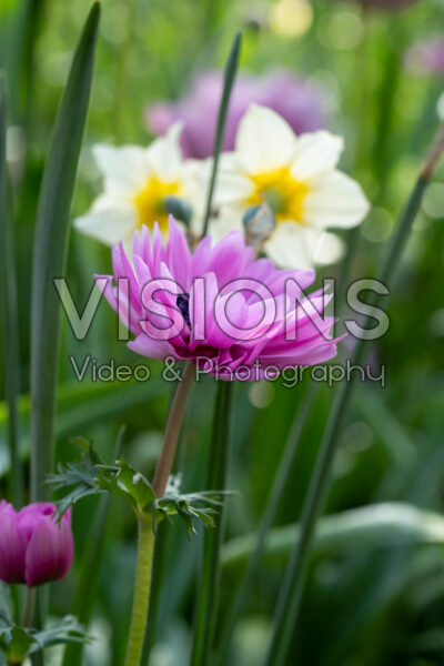 Anemone coronaria The Admiral Anemone coronaria The Admiral