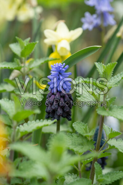 Muscari latifolium