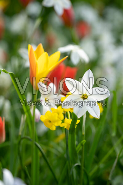 Ipheion uniflorum Ipheion uniflorum