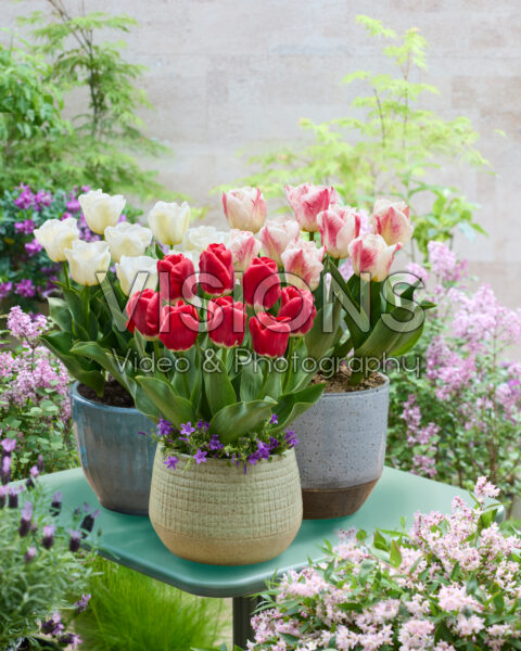 Tulipa Calgary collectie Tulipa Calgary collectie